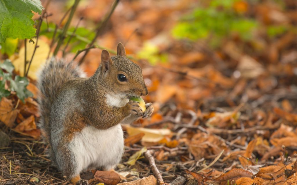 A cute squirrel eating fruit