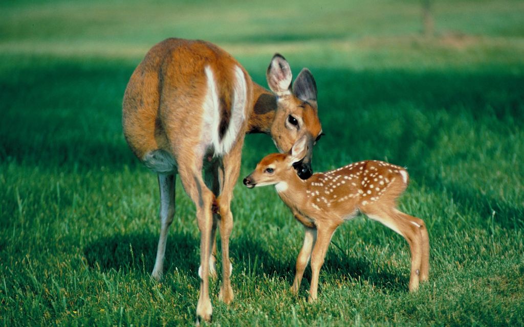 A deer with her baby