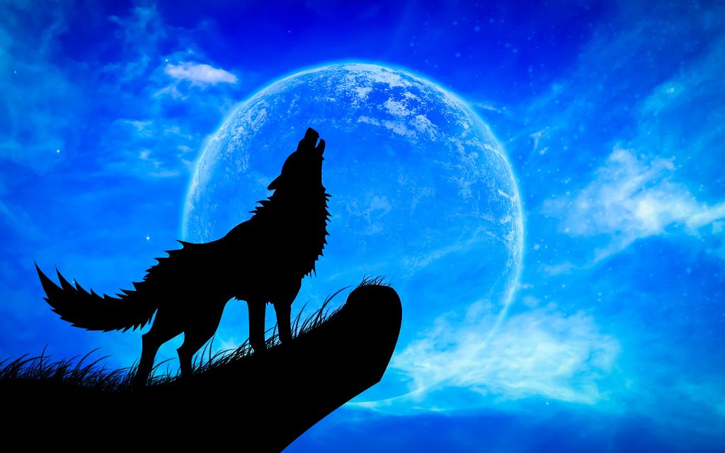 A wolf howling to the moon