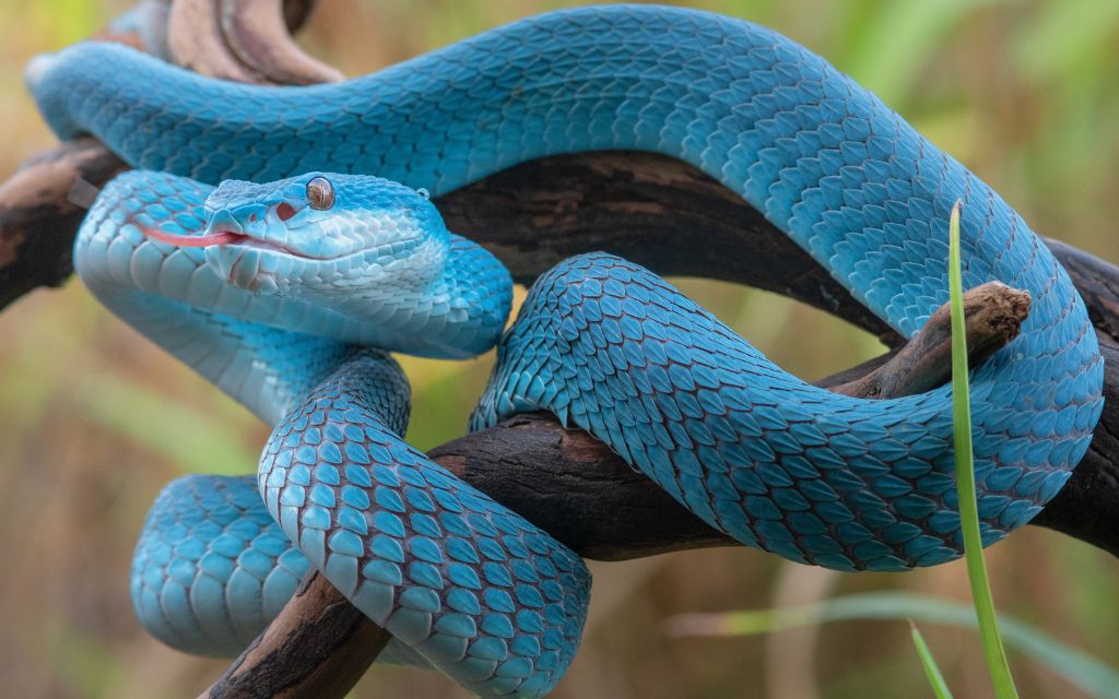 Blue snake on the branch