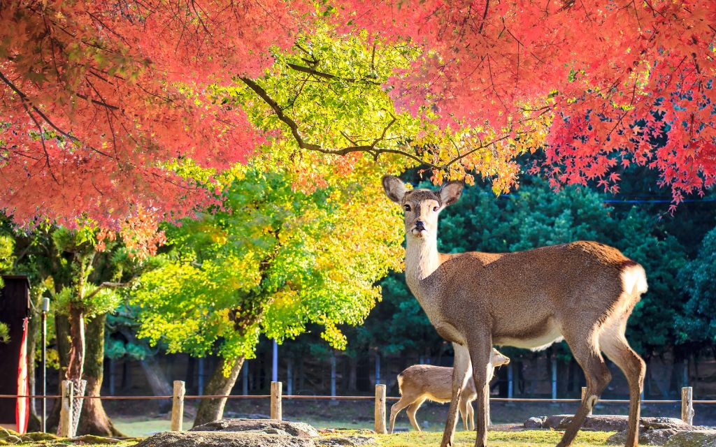 Deers in Nara Japan