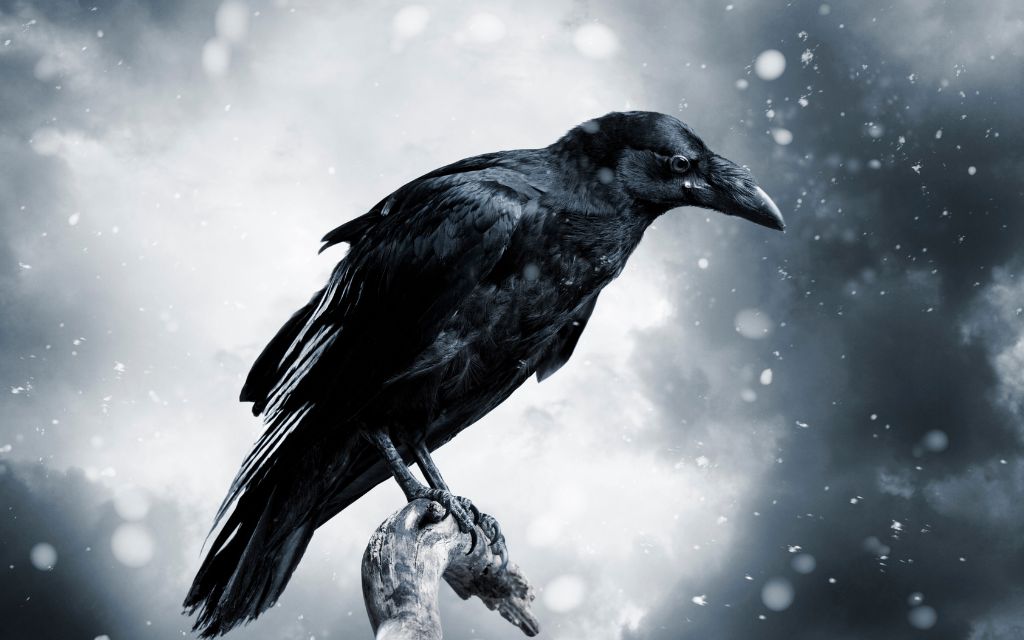 Mystical raven