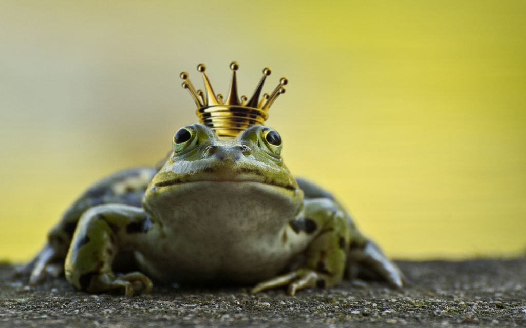 The king of frog