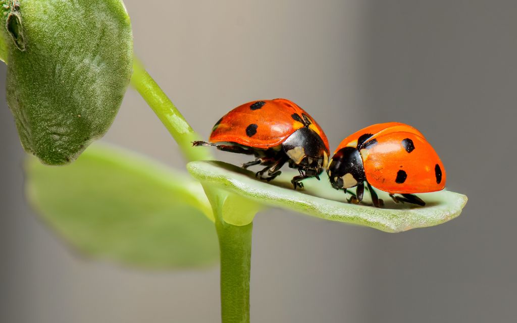Two ladybugs on the green leave