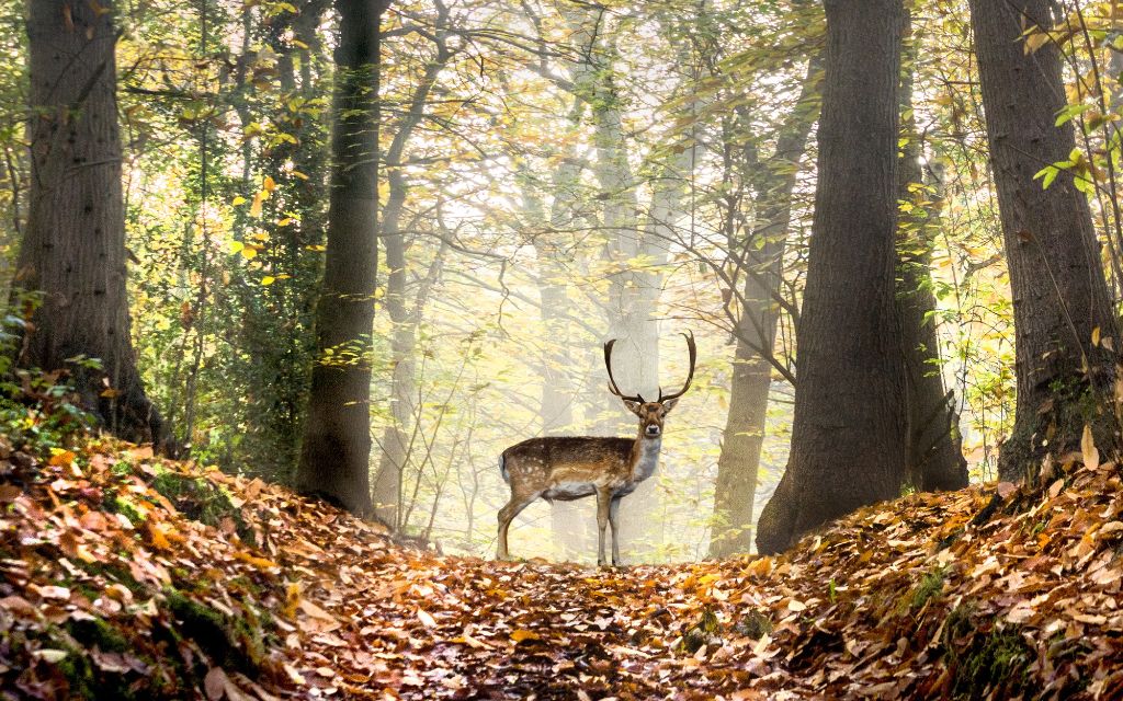 a deer in the mystical forest
