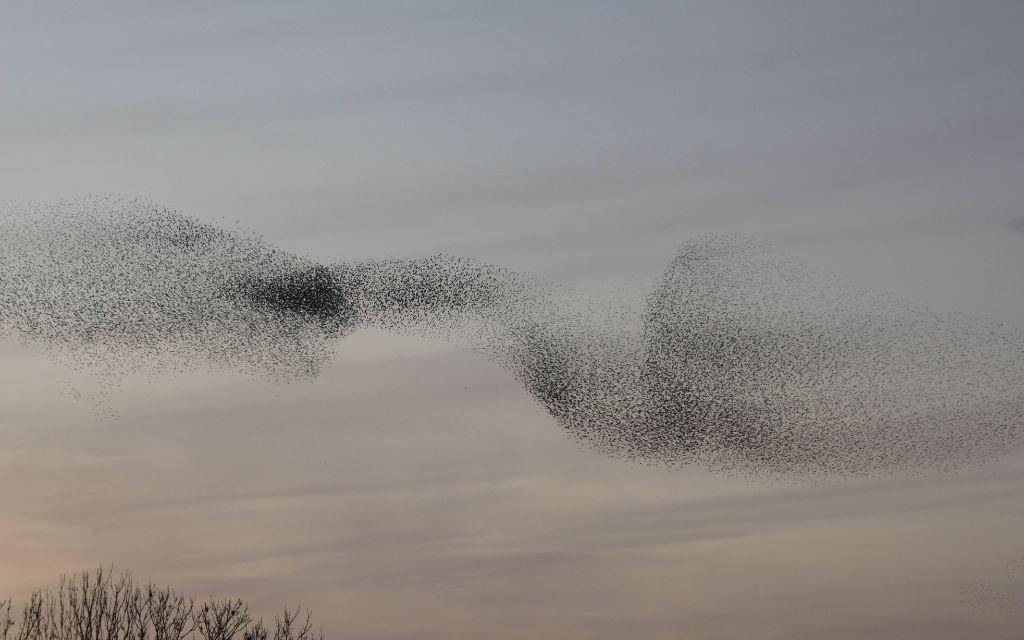 a flock of birds murmuration symbolize