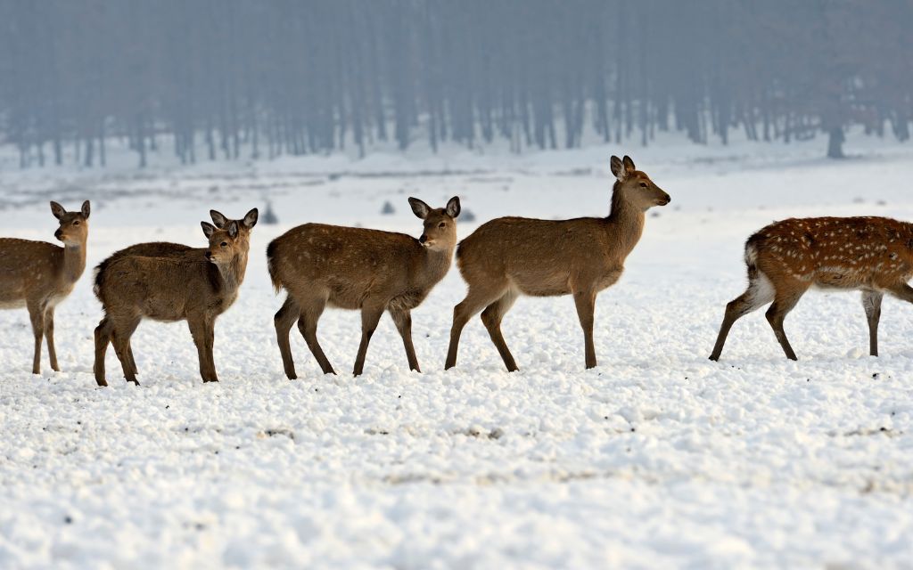 a group of deers walked in the snow