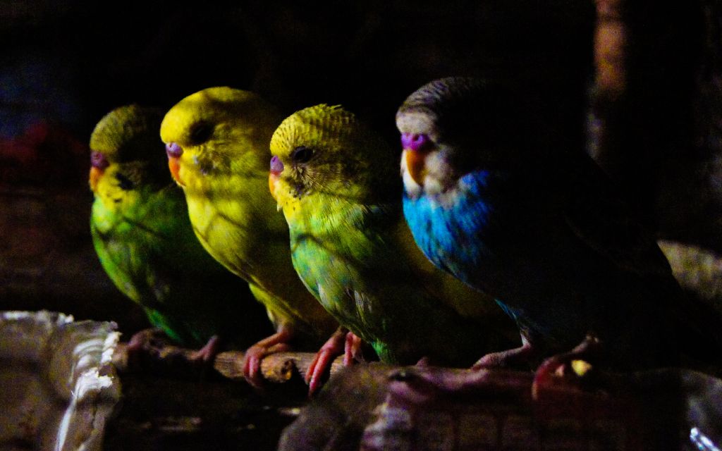 parrots in the cage at night