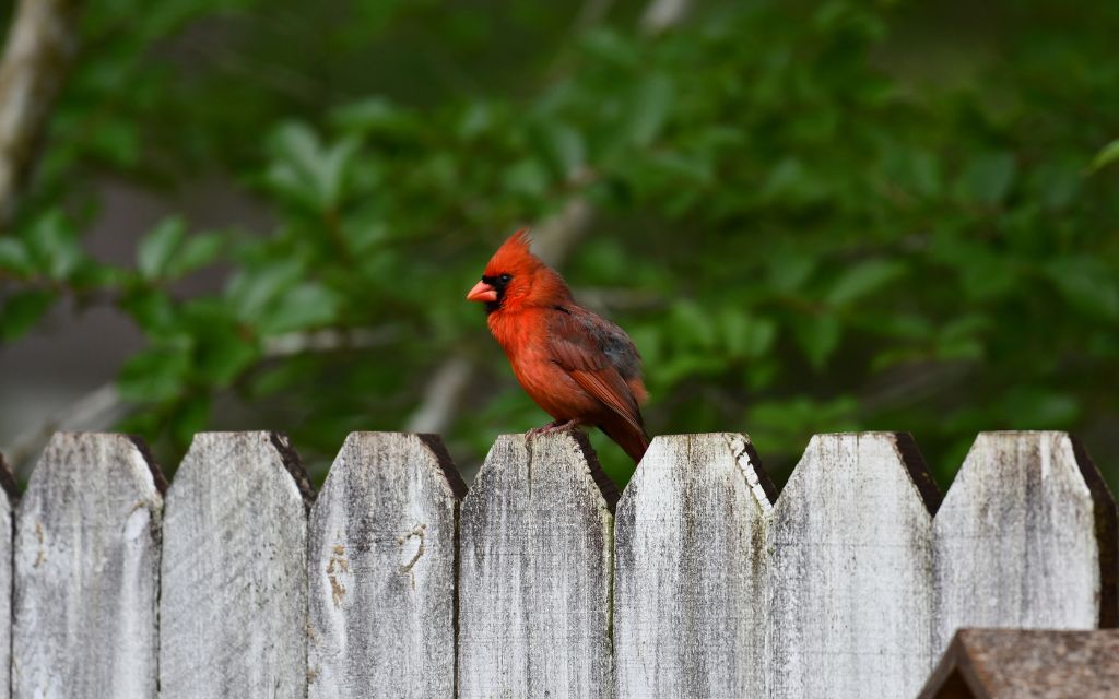 red cardinal bird stand on the fence