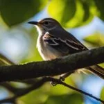 spiritual meaning of mockingbird