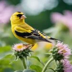 Spiritual Meaning Of Goldfinch